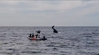 Killer whales spotted hunting dolphins off coast of San Diego