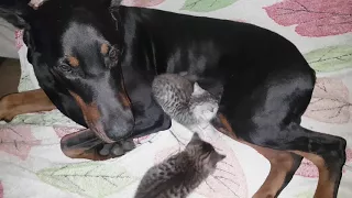 Котята и доберман
