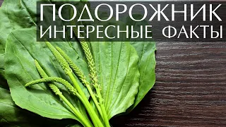 Подорожник - интересные факты