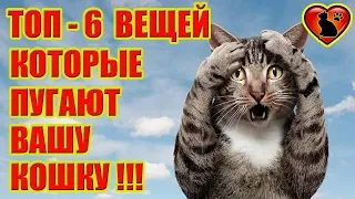 6 Вещей, Которые Пугают Вашу Кошку!!!