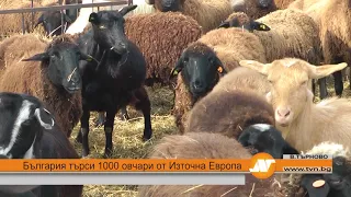 България търси 1000 овчари от Източна Европа