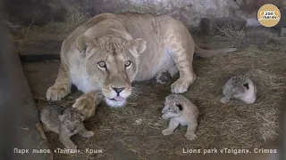 Lioness Lola from Chelyabinsk gave birth to triplets.