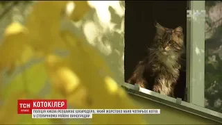 У Києві невідомий катує та вбиває котів