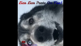 Husky says liar liar pants on fire | Funny Dog | Husky
