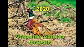 Открытие на ФАЗАНА 2020!!!