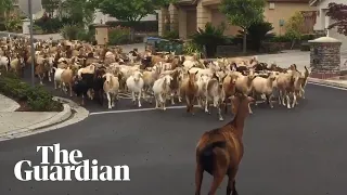 Herd of goats runs rampant through streets of San Jose