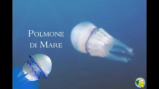 Il Polmone di mare