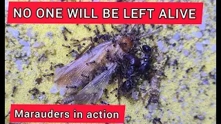 Carebara diversa - Marauders Ants In Action