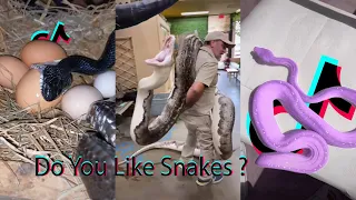 Funny and super cute pets on TikTok  #18 (Snake Edition)