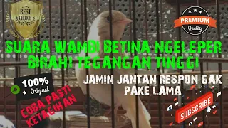 Suara wambi betina birahi NGELEPER Tegangan tinggi jantan 12detik denger ini pasti respon