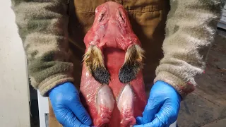 How to Remove Cartilage from Ears of a Red Fox #lazypondfarm Fish & Hunt