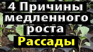 4 ПРИЧИНЫ МЕДЛЕННОГО РОСТА РАССАДЫ!