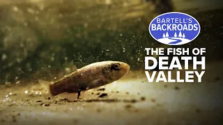 Fish in the desert? Death Valley's little known aquatic life | Bartell's Backroads