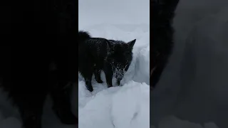 Собака Лайка зарывается в снегу , игры собаки рел, Russo-European Laika is playing in the snow, dog