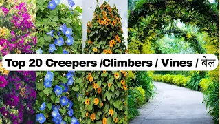 Top 20 creepers/Climbers/Vines In India|| Top Flowering Creepers/Vines || Best Climber Plants In ind