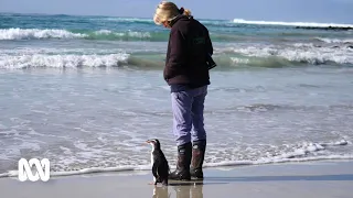 This Australian wildlife carer saved a lost, starving Tawaki penguin miles from home | ABC Australia