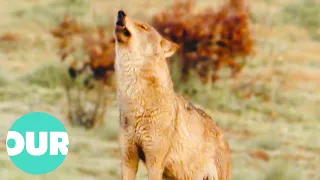 The Fierce Wolves Living In the Spanish Mountains | Our World