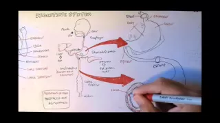 Digestive System Anatomy