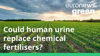 Human urine could be an effective and less polluting crop fertiliser