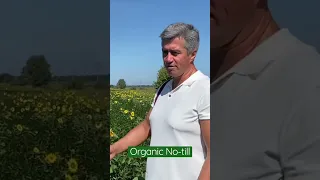 Органічний No-till | Олексій Язиков