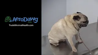 Hear What a Coughing Dog with Bronchitis Sounds Like - Pug