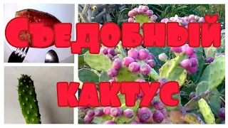 Съедобный кактус опунция. Опыт выращивания. Кактус из семян.