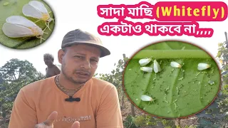 সাদা মাছির (White fly) 5 টি টপ ওষুধ | Top 5 Insecticides For Killing whitefly,,,