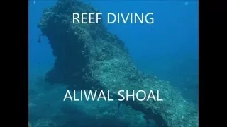 Aliwal Shoal- Reef Dive