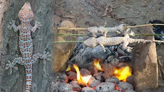 Unbelievable! Found Gecko Lizard in Forest -  Cooking Gecko Eating Delicious