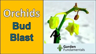 Why Do Orchid Flowers Fall Off 💣🌺💣 Understand Bud Blast and What to Do About It