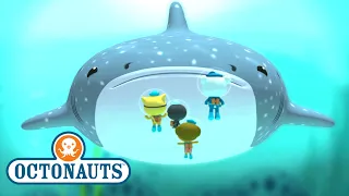 @Octonauts - The Whale Shark | Full Episode 10 | @OctonautsandFriends