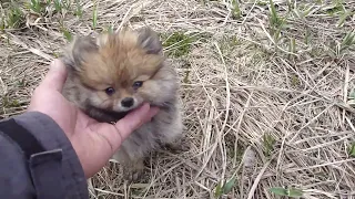 цвергшпиц Дуся . miniature spitz Dusya