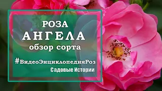 роза АНГЕЛА #видеоЭнциклопедияРоз