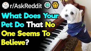 What Unbelievable Quirk Does Your Pet Have? (r/AskReddit)