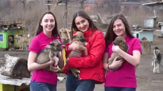Учасниці конкурсу "Міс СумДУ 2019" у притулку для тварин