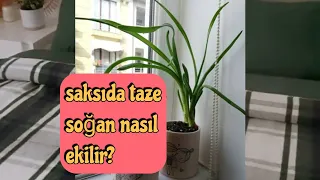 SAKSIDA NASIL YEŞİL SOĞAN YAPARIZ? EVDE/BALKONDA TAZE SOĞAN YETİŞTİRMEK