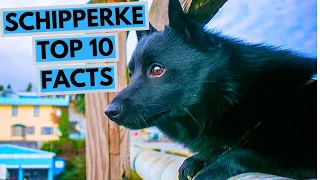 Schipperke - TOP 10 Interesting Facts