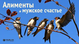 Алименты и мужское счастье. Вопросы демографии. Психология мужчин