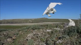 Under the Snowy owl protection