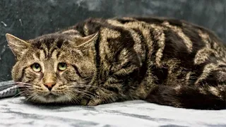 Sad Shelter Cat No Longer Believed Anyone Would Pay Attention To Him