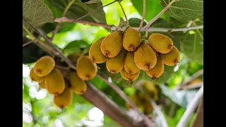 mudas de kiwi macho e fêmea ( compre Aqui)