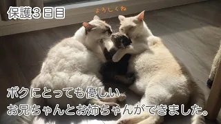 【保護３日目】初対面から先住猫に溺愛される保護仔猫。どうやら運命の絆で結ばれていたようです。