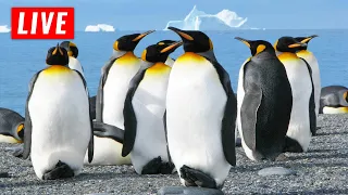 🔴Incredible original nature video. Relaxing video about penguins with original sound of nature