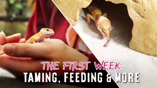 Owning A Tiny Baby Leopard Gecko | THE FIRST WEEK