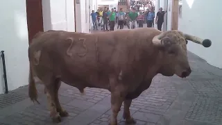 Fiesta de el toro embolao Vejer de la frontera (Cádiz).