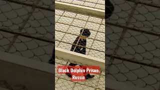 Strictest Prisons- Black Dolphin Prison - Russia