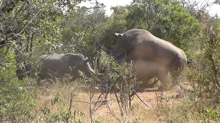 First time - Mating Rhino's in Kruger National Park