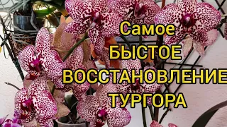 Самое Быстрое Восстановление ТУРГОРА орхидеи. Ответы на вопросы