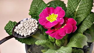 Хотите цветущие подоконники весной кормите этим домашние цветы! Калимагнезия для домашних растений!
