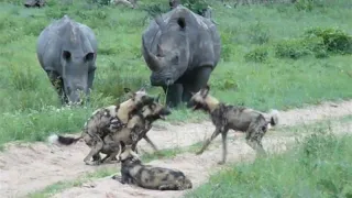 Wild dogs mating, charged by two White Rhino in Kruger Park